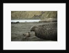 Southern Elephant Seal and Skua by Anonymous
