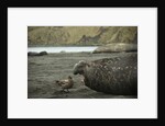 Southern Elephant Seal and Skua by Anonymous
