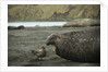 Southern Elephant Seal and Skua by Anonymous