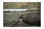 Southern Elephant Seal and Skua by Anonymous