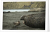 Southern Elephant Seal and Skua by Anonymous