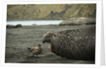 Southern Elephant Seal and Skua by Anonymous