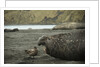 Southern Elephant Seal and Skua by Anonymous