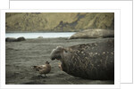 Southern Elephant Seal and Skua by Anonymous