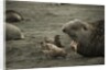 Southern Elephant Seal and Skua by Anonymous