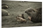 Southern Elephant Seal and Skua by Anonymous