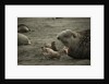 Southern Elephant Seal and Skua by Anonymous