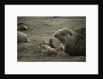 Southern Elephant Seal and Skua by Anonymous