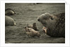 Southern Elephant Seal and Skua by Anonymous