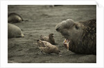 Southern Elephant Seal and Skua by Anonymous