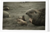 Southern Elephant Seal and Skua by Anonymous