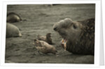 Southern Elephant Seal and Skua by Anonymous