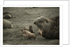 Southern Elephant Seal and Skua by Anonymous