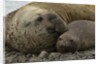 Southern Elephant Seals Mating by Anonymous