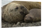 Southern Elephant Seals Mating by Anonymous