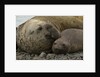 Southern Elephant Seals Mating by Anonymous