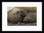 Southern Elephant Seals Mating by Anonymous