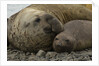 Southern Elephant Seals Mating by Anonymous