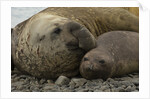 Southern Elephant Seals Mating by Anonymous