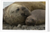 Southern Elephant Seals Mating by Anonymous