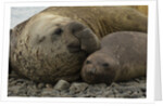 Southern Elephant Seals Mating by Anonymous