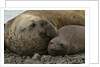 Southern Elephant Seals Mating by Anonymous