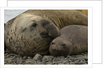 Southern Elephant Seals Mating by Anonymous