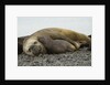 Southern Elephant Seals Mating by Anonymous