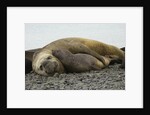 Southern Elephant Seals Mating by Anonymous