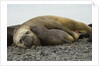 Southern Elephant Seals Mating by Anonymous