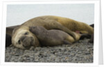 Southern Elephant Seals Mating by Anonymous