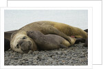 Southern Elephant Seals Mating by Anonymous