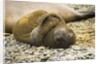 Southern Elephant Seal Cub by Anonymous