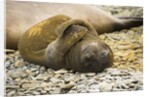 Southern Elephant Seal Cub by Anonymous