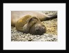 Southern Elephant Seal Cub by Anonymous