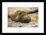 Southern Elephant Seal Cub by Anonymous