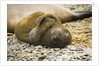 Southern Elephant Seal Cub by Anonymous