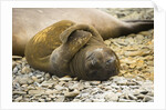 Southern Elephant Seal Cub by Anonymous