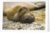 Southern Elephant Seal Cub by Anonymous