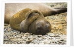 Southern Elephant Seal Cub by Anonymous