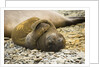 Southern Elephant Seal Cub by Anonymous