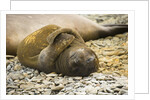 Southern Elephant Seal Cub by Anonymous