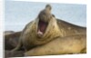 Southern Elephant Seal Bull Calling by Anonymous