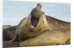Southern Elephant Seal Bull Calling by Anonymous
