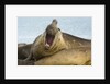 Southern Elephant Seal Bull Calling by Anonymous