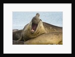 Southern Elephant Seal Bull Calling by Anonymous