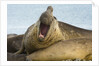 Southern Elephant Seal Bull Calling by Anonymous