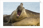 Southern Elephant Seal Bull Calling by Anonymous