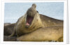 Southern Elephant Seal Bull Calling by Anonymous