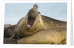 Southern Elephant Seal Bull Calling by Anonymous